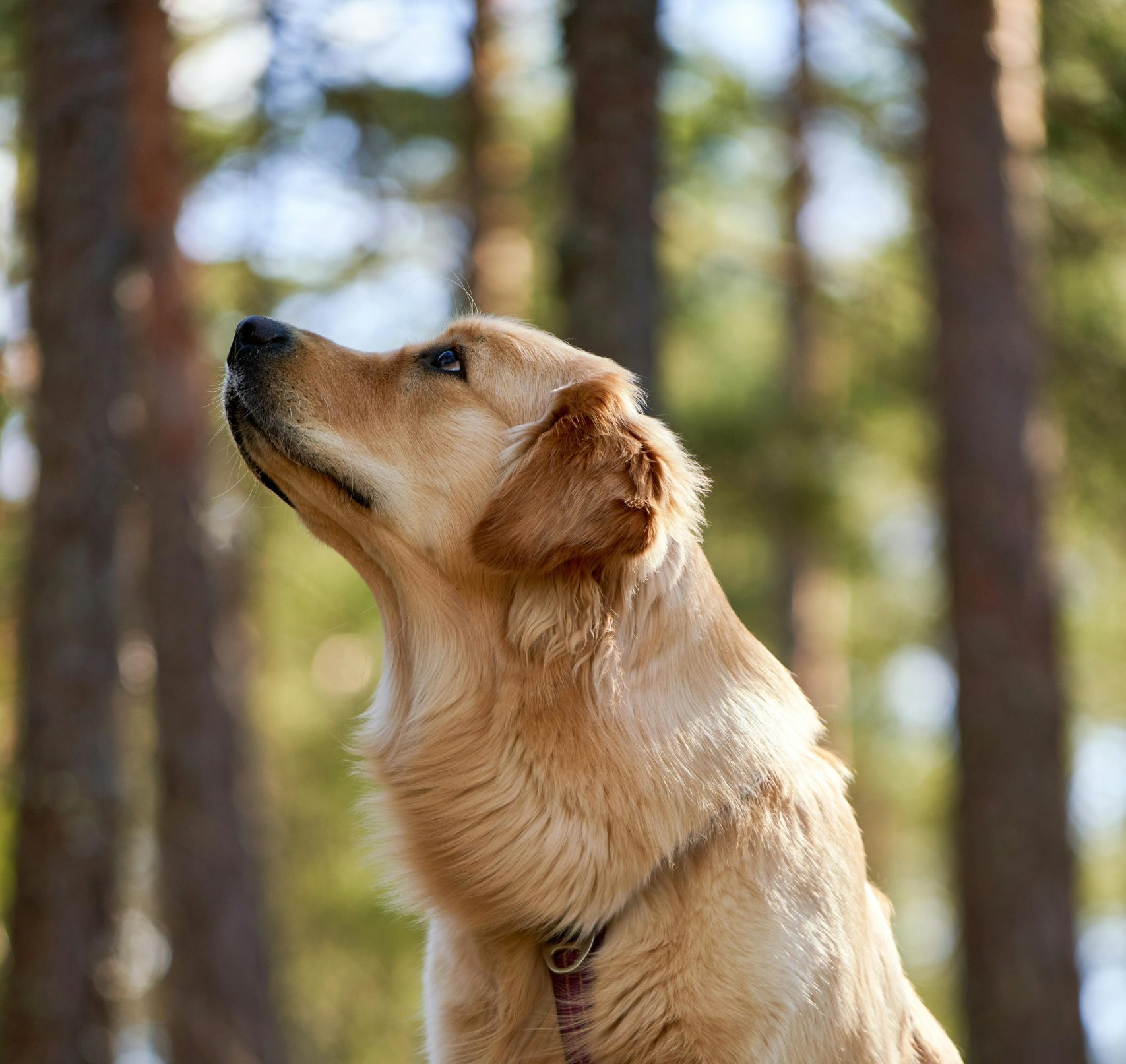 Afstemming: reiki aan kinderen en dieren