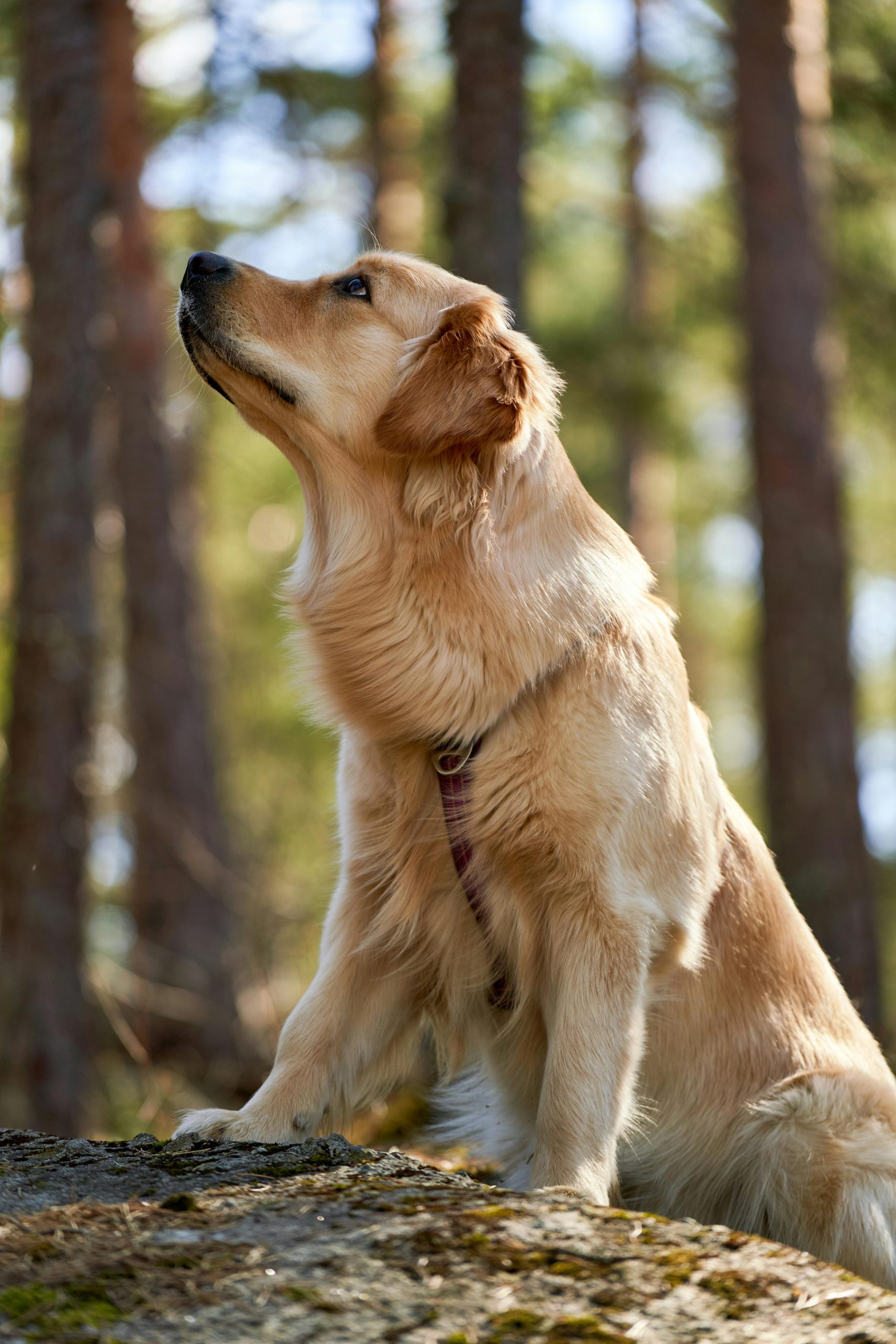 Afstemming: reiki aan kinderen en dieren
