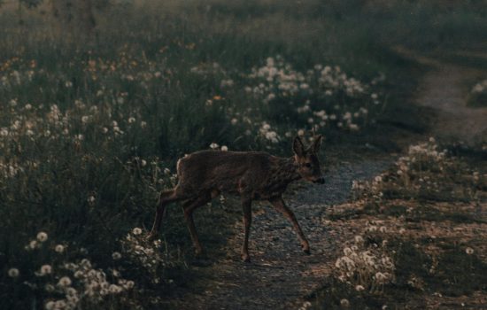 pexels-lucadross-4309369