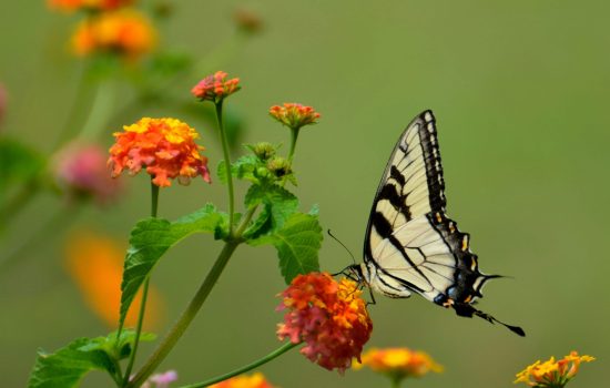 pexels-pixabay-158617